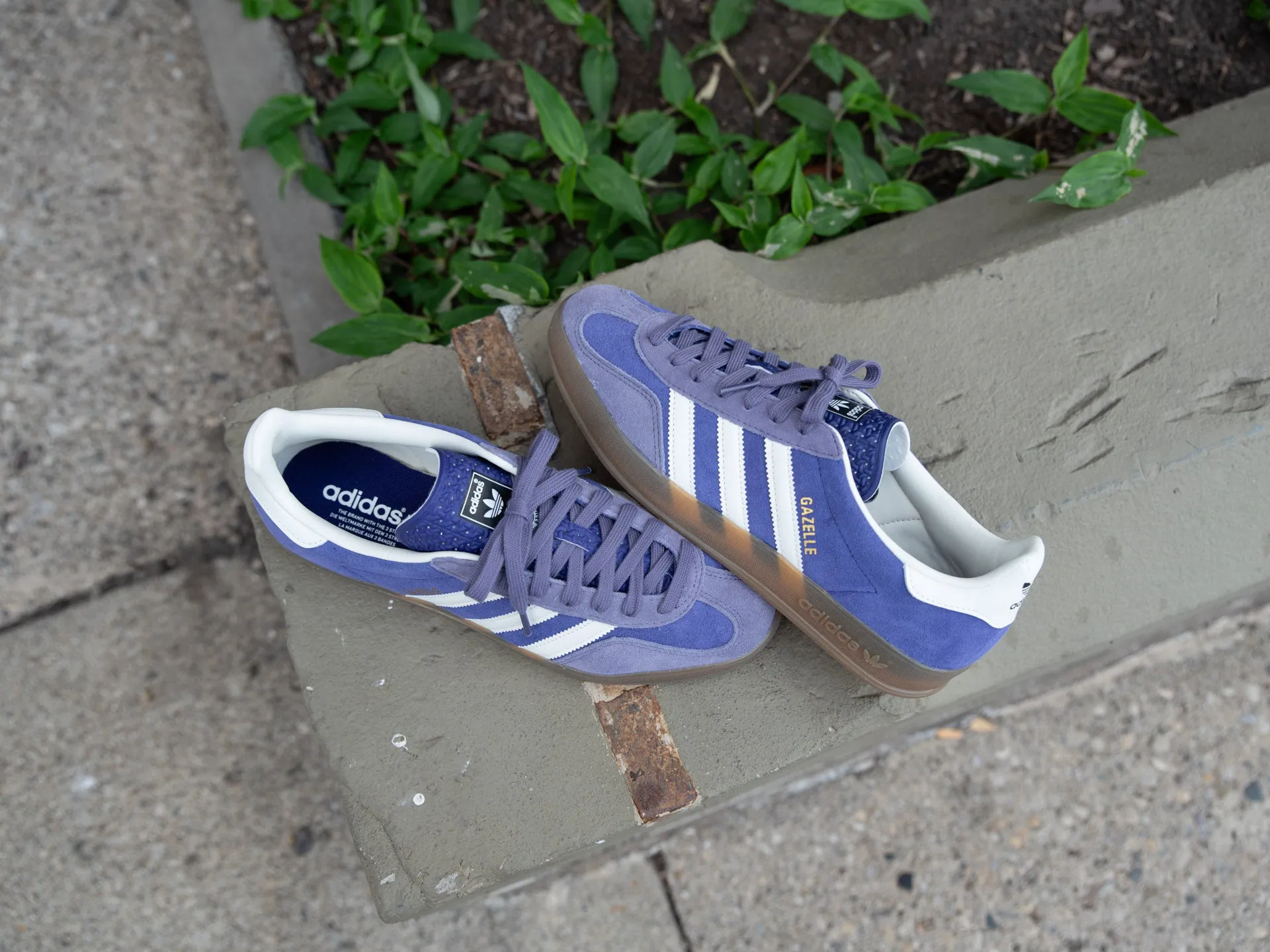 Adidas Unisex Adult Samba Indoor Soccer Shoe Adidas Gazelle Indoor 'Collegiate Purple'